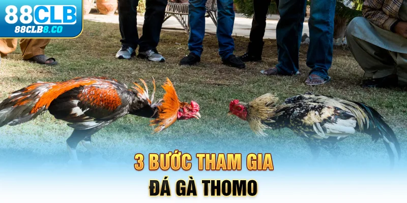 3 bước tham gia đá gà Thomo