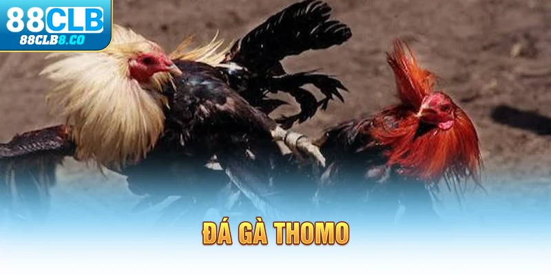 Đá Gà Thomo - Khuynh Đảo Giới Mộ Điệu Tại Đông Nam Á